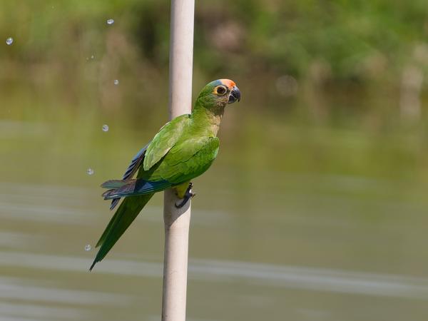 Goudvoorhoofdparkiet (Eupsittula aurea)